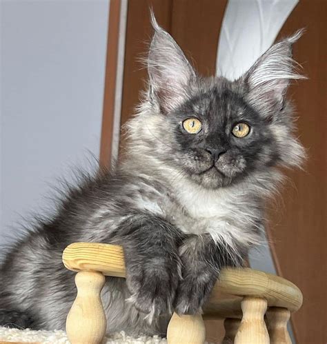 MaineGate Cattery is located in Southwest Michigan, close to major cities like Kalamazoo and Grand Rapids. . Maine coon kittens for sale melbourne australia